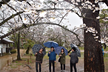 ◎高知市で桜満開＝全国で統計史上最速